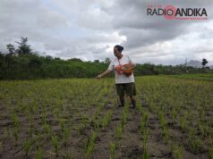 Cegah Penyelewengan Penyaluran Pupuk Subsidi, Begini Strategi Dispertabun Kabupaten Kediri
