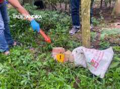 Bayi Terbungkus Kardus Ditemukan di Ladang Wilayah Gandusari Trenggalek