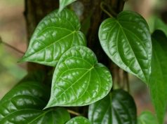 3 Daun Untuk Kesehatan Mata: Cara Alami Jaga Fungsi Penglihatan