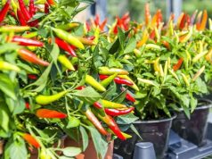 Presiden Prabowo Ajak Warga Tanam Cabai di Rumah, Demi Stabilkan Harga Pangan