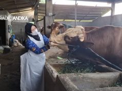 Pemkab Kediri Kembali Cek Kesehatan Hewan di Kandat Kediri