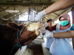 Pastikan Kelayakan Hewan Kurban, Mas Dhito Terjunkan Tim DKPP ke Kandang Peternak