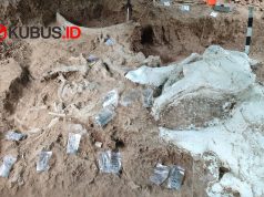 Fosil Gajah Purba Raksasa Ditemukan di Lereng Gunung Pandan, Nganjuk