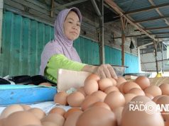 Dibutuhkan untuk MBG, Stok Telur di Pasar Menipis