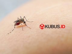 Dinkes Kabupaten Blitar Imbau Warga Waspadai Chikungunya di Musim Pancaroba