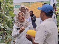 Wakil Bupati Kediri Panen Melon dengan Sistem Tanam Hidroponik