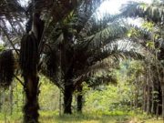 Pertamina Ungkap Rencana Kembangkan Bioetanol dari Gula Aren