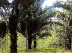 Pertamina Ungkap Rencana Kembangkan Bioetanol dari Gula Aren