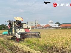 Masuk Musim Panen, Bulog Kediri Pastikan Gabah Petani Terserap