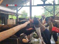 Delapan Sapi di Kota Blitar Terjangkit PMK, Peternak Diminta Waspada