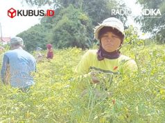 Jelang Ramadhan, Harga Cabai Meroket