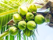 Sajikan Kelapa Utuh untuk MBG, BGN Hentikan Sementara 9 SPPG