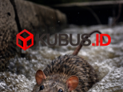 Waspada Ancaman Leptospirosis di Musim Hujan, Kenali Gejala dan Risiko Gagal Organ