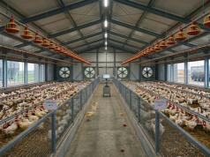 Harga Ayam Hidup di Blitar Turun, Peternak Tertekan Gemini Generated Image uqzdd6uqzdd6uqzd