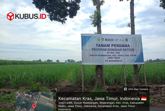 PG Ngadiredjo Dukung Swasembada Gula Lewat Bongkar Ratoon